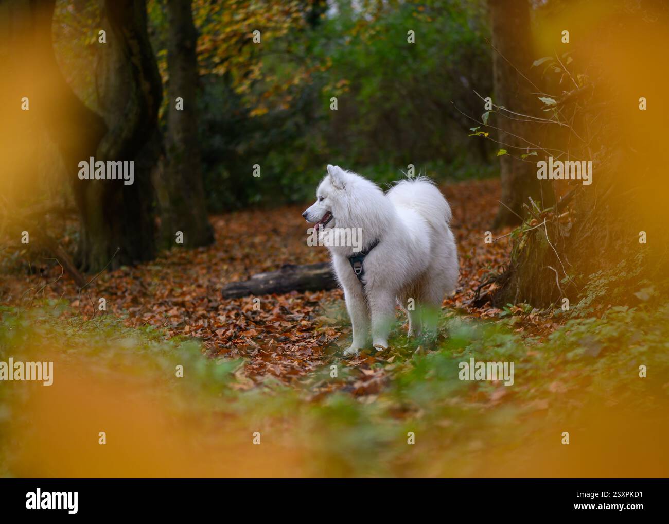 Chien Samoyed dans la forêt d'automne Banque D'Images
