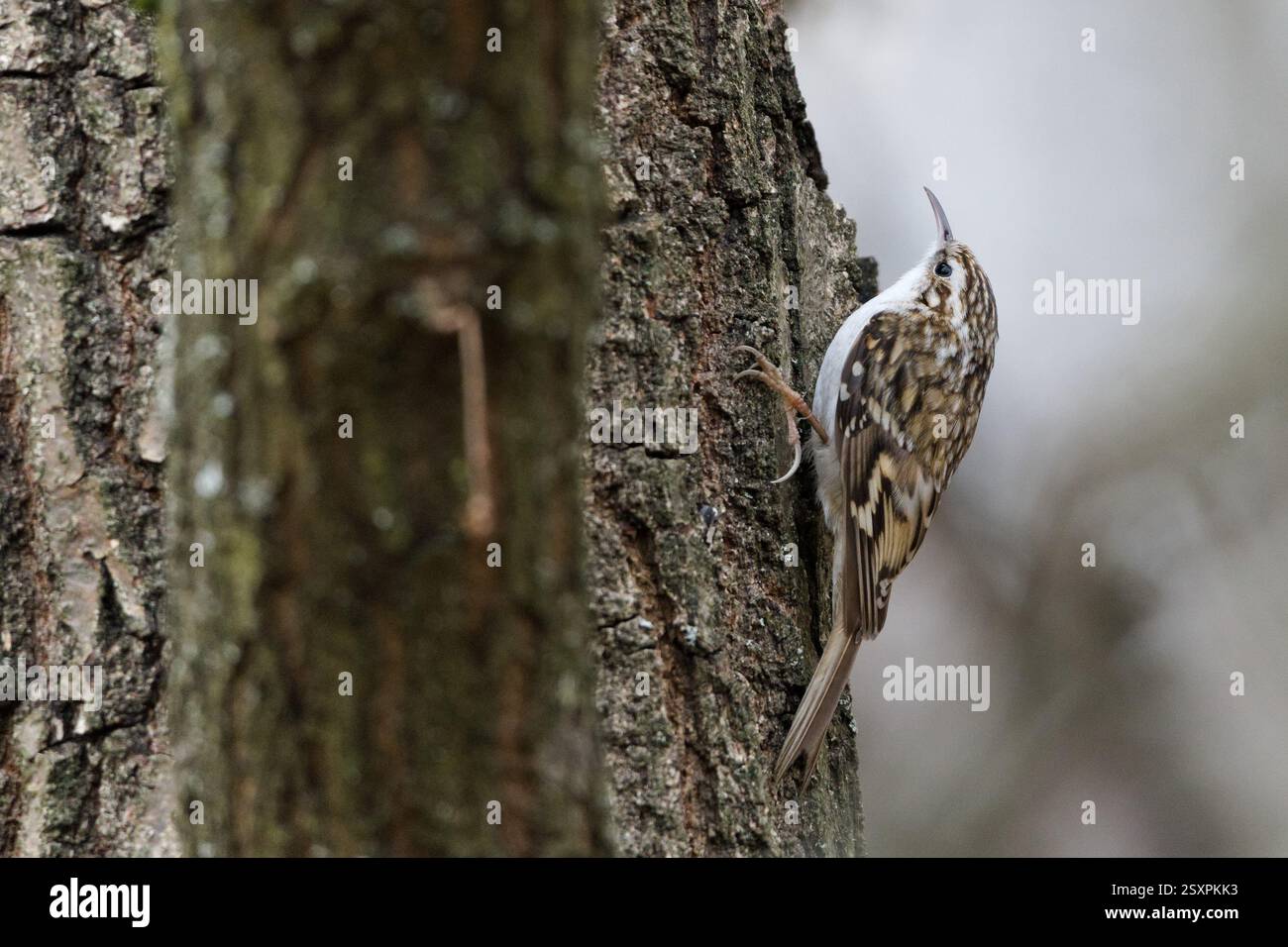 Certhia Familiaris aka eurasien Treecreeper rampant sur l'arbre. Petit oiseau commun en république tchèque. Banque D'Images