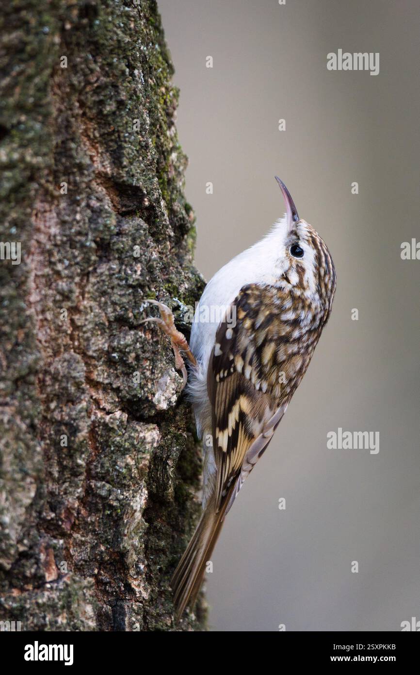 Certhia Familiaris aka eurasien Treecreeper rampant sur l'arbre. Petit oiseau commun en république tchèque. Banque D'Images