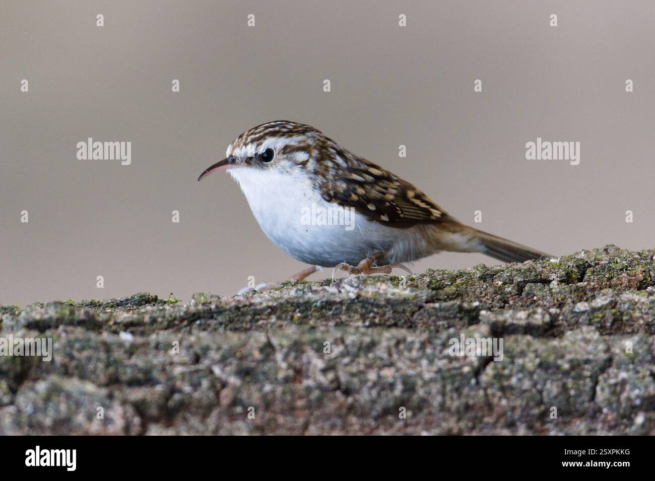 Certhia Familiaris aka eurasien Treecreeper rampant sur l'arbre. Petit oiseau commun en république tchèque. Banque D'Images