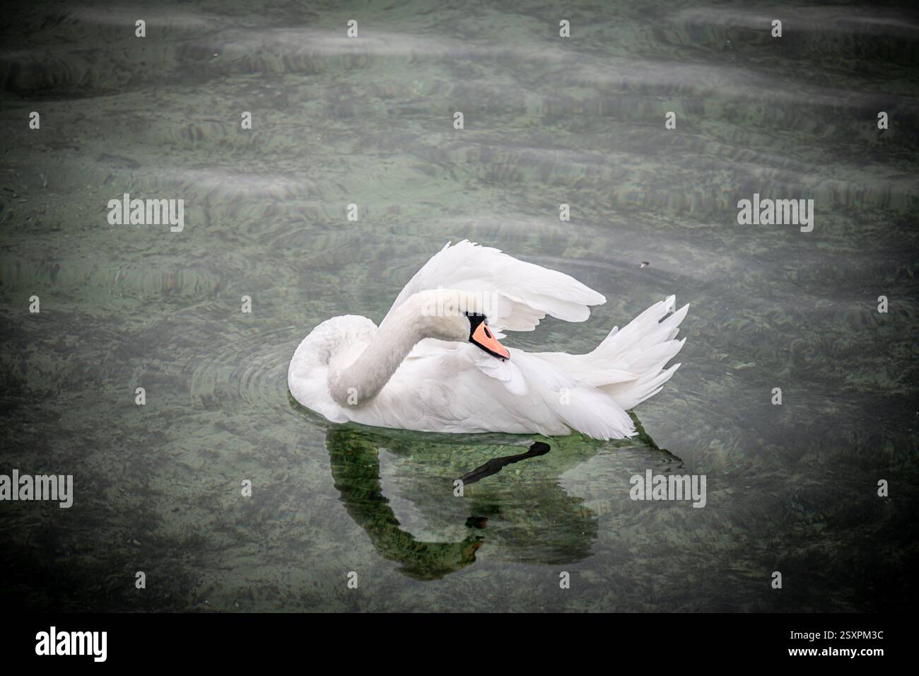 Cygne blanc nageant sur le lac. Le cygne muet, Cygnus olor Banque D'Images