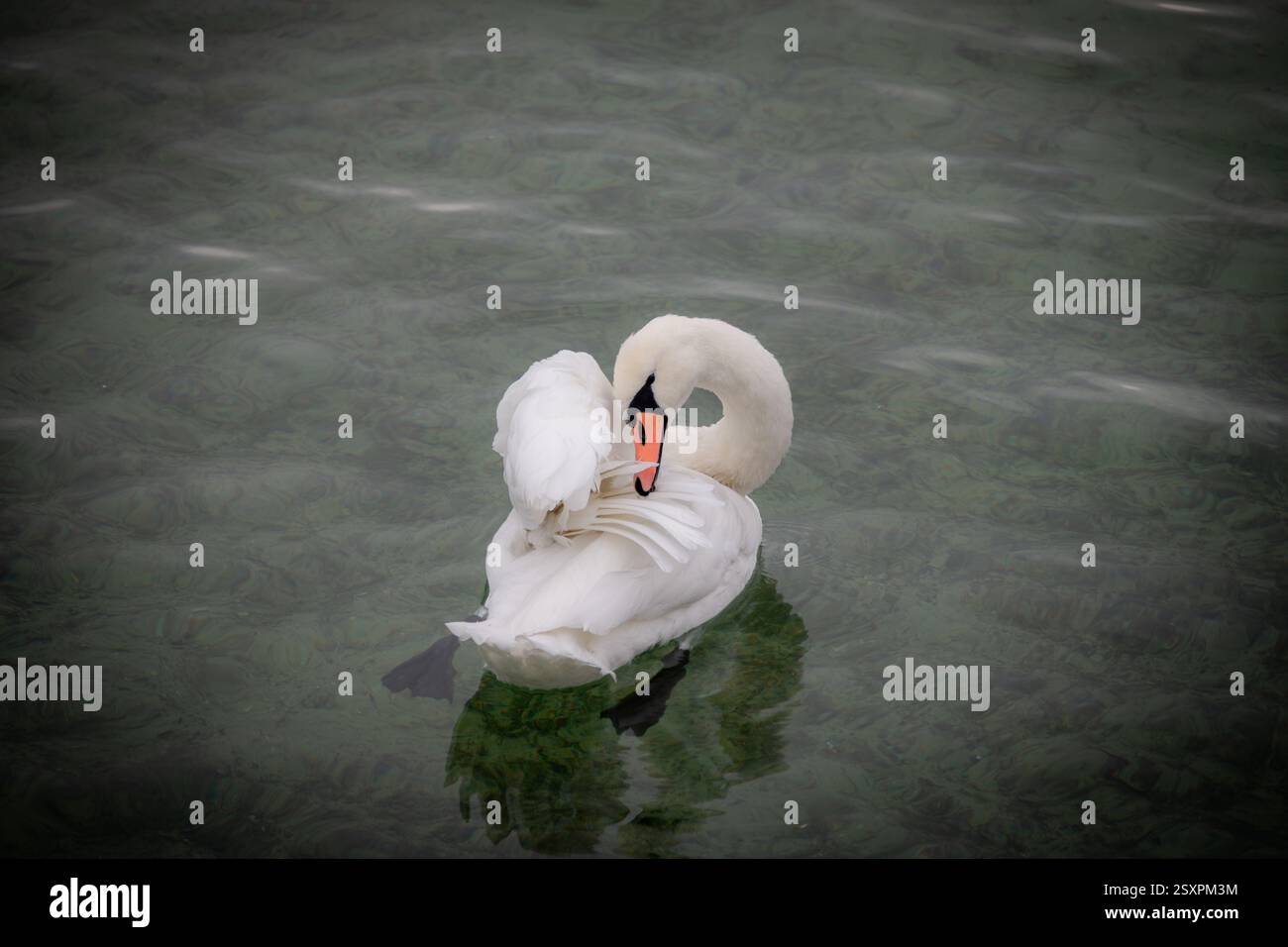 Cygne blanc nageant sur le lac. Le cygne muet, Cygnus olor Banque D'Images