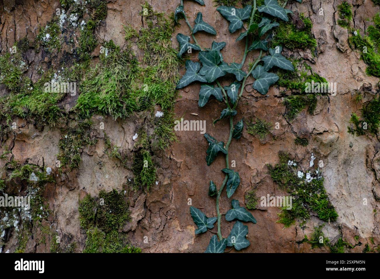 Lierre vert grimpant sur l'écorce de vieil arbre avec de la mousse et du lichen Banque D'Images