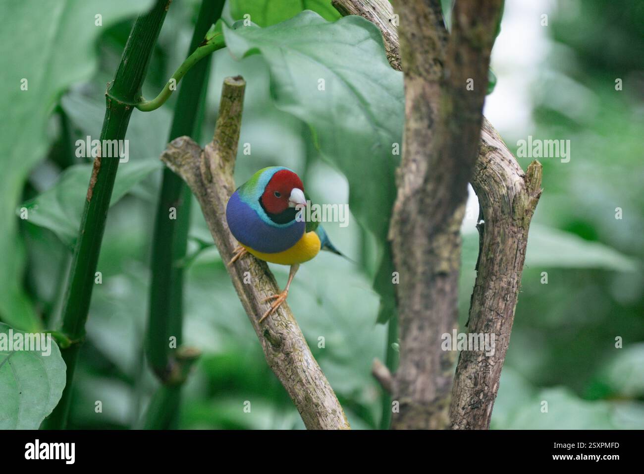 Bel oiseau coloré Gould-Amandina (Gouldian finch) assis sur une branche dans la forêt tropicale. Banque D'Images