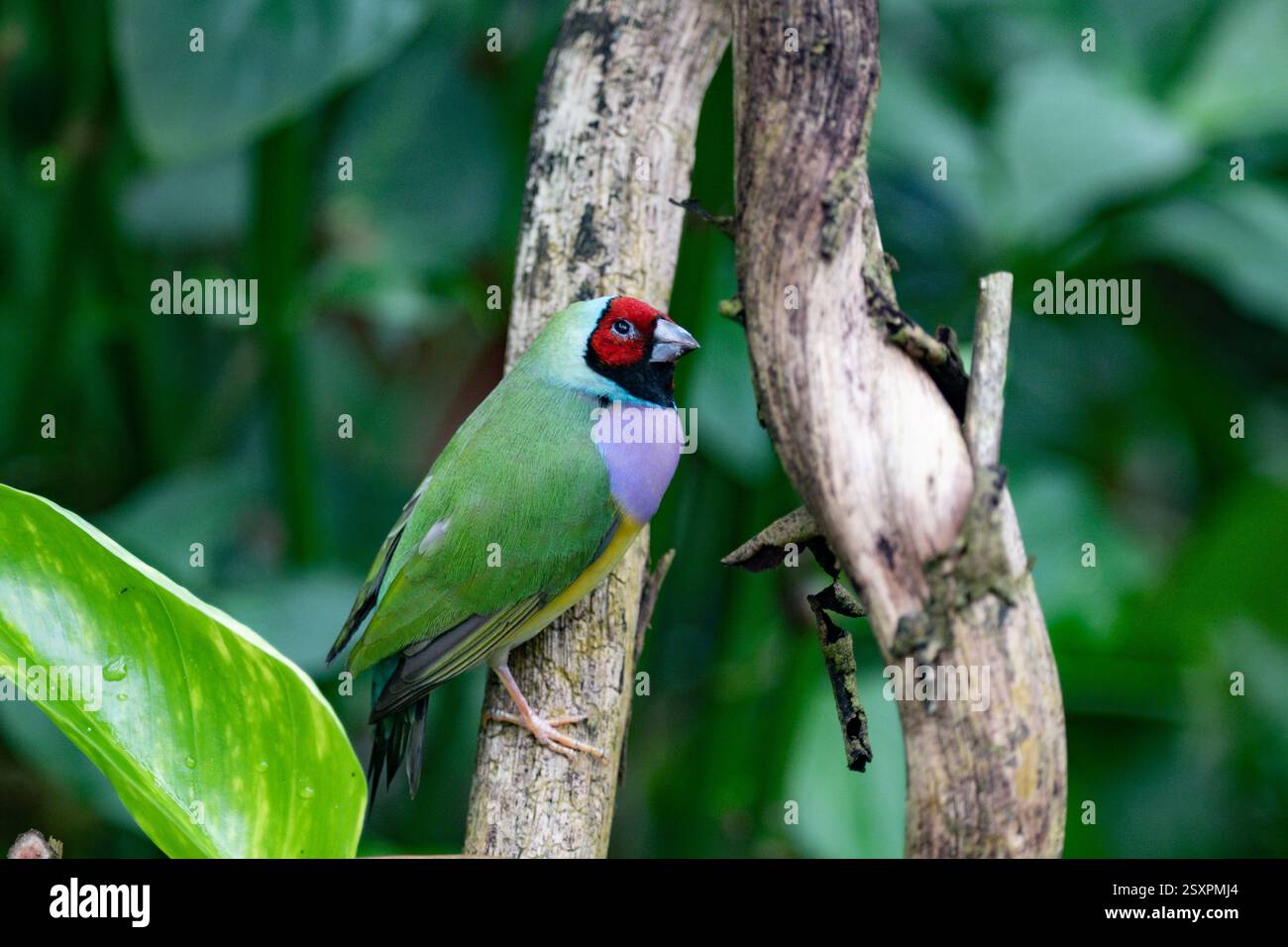 Bel oiseau coloré Gould-Amandina (Gouldian finch) assis sur une branche dans la forêt tropicale. Banque D'Images