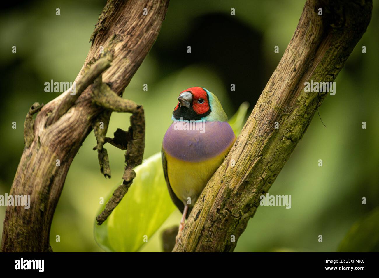Bel oiseau coloré Gould-Amandina (Gouldian finch) assis sur une branche dans la forêt tropicale. Banque D'Images