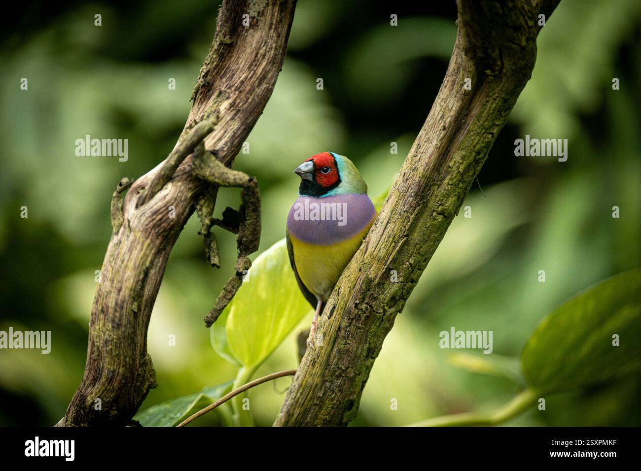 Bel oiseau coloré Gould-Amandina (Gouldian finch) assis sur une branche dans la forêt tropicale. Banque D'Images