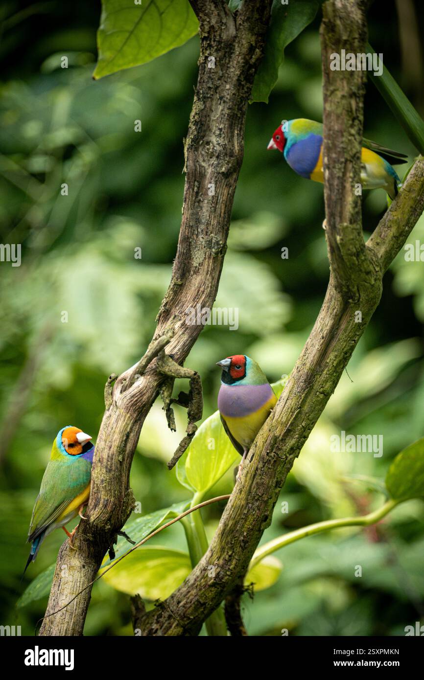 Bel oiseau coloré Gould-Amandina (Gouldian finch) assis sur une branche dans la forêt tropicale. Banque D'Images