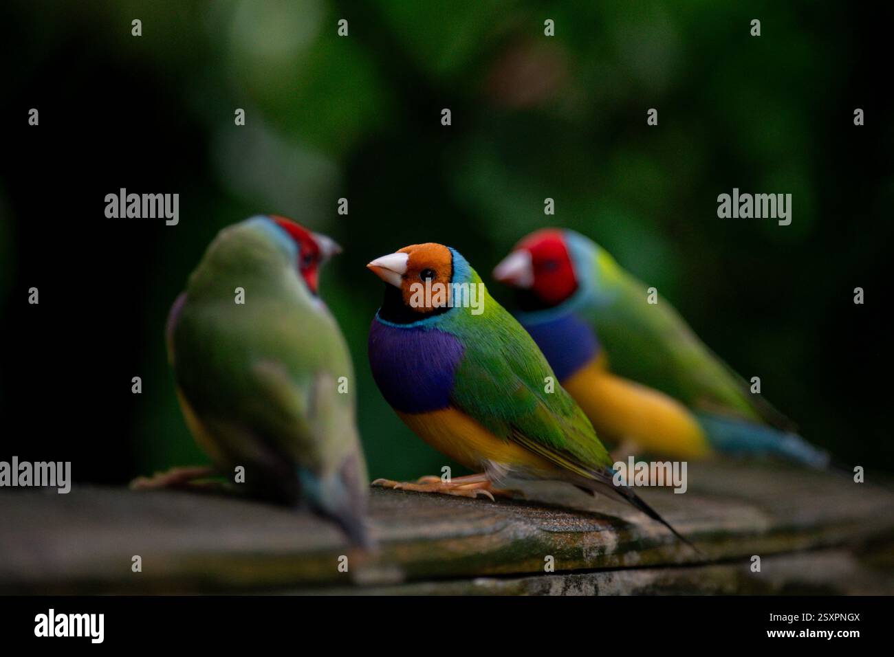 Bel oiseau coloré Gould-Amandina (Gouldian finch) assis sur une branche dans la forêt tropicale. Banque D'Images