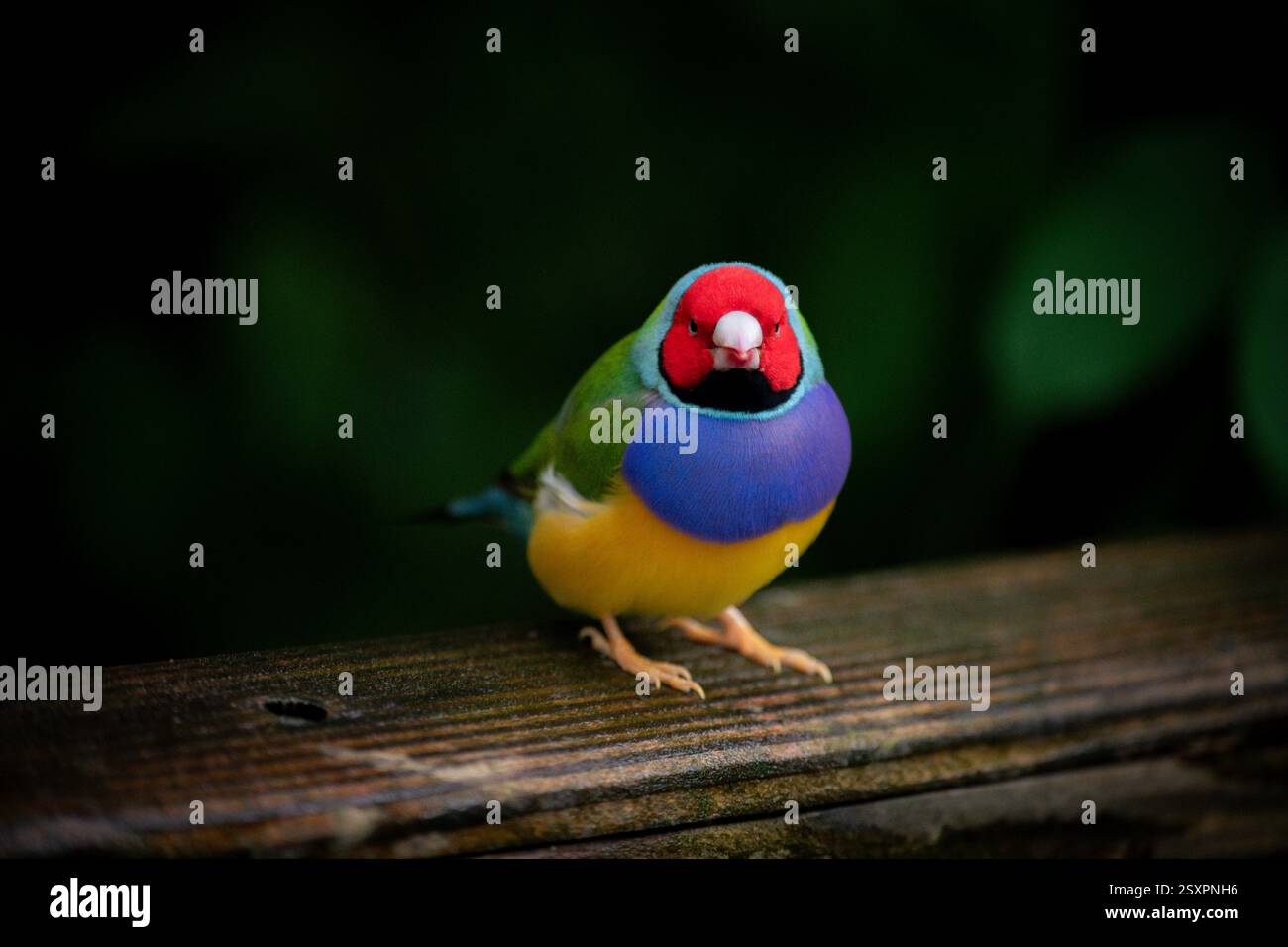 Bel oiseau coloré Gould-Amandina (Gouldian finch) assis sur une branche dans la forêt tropicale. Banque D'Images