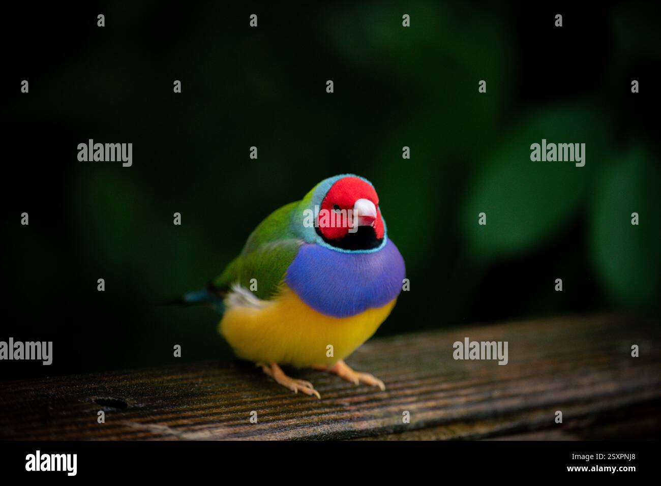 Bel oiseau coloré Gould-Amandina (Gouldian finch) assis sur une branche dans la forêt tropicale. Banque D'Images