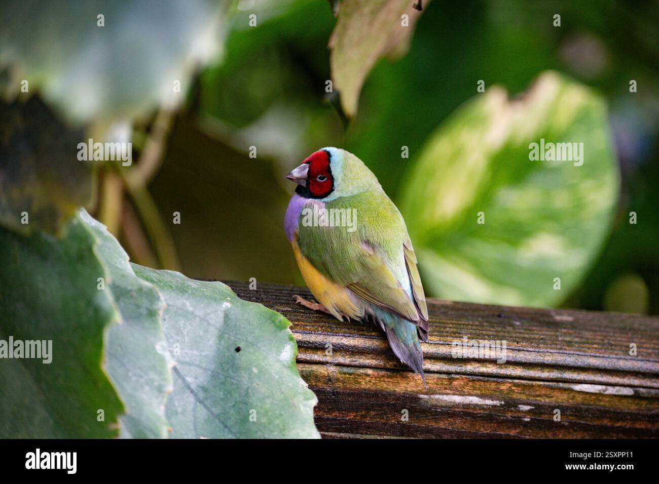 Bel oiseau coloré Gould-Amandina (Gouldian finch) assis sur une branche dans la forêt tropicale. Banque D'Images