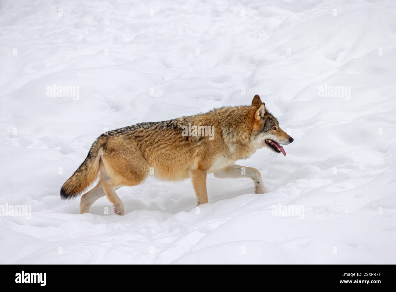 Loup eurasien solitaire / loup gris européen (Canis lupus lupus) chassant dans la neige profonde en hiver Banque D'Images