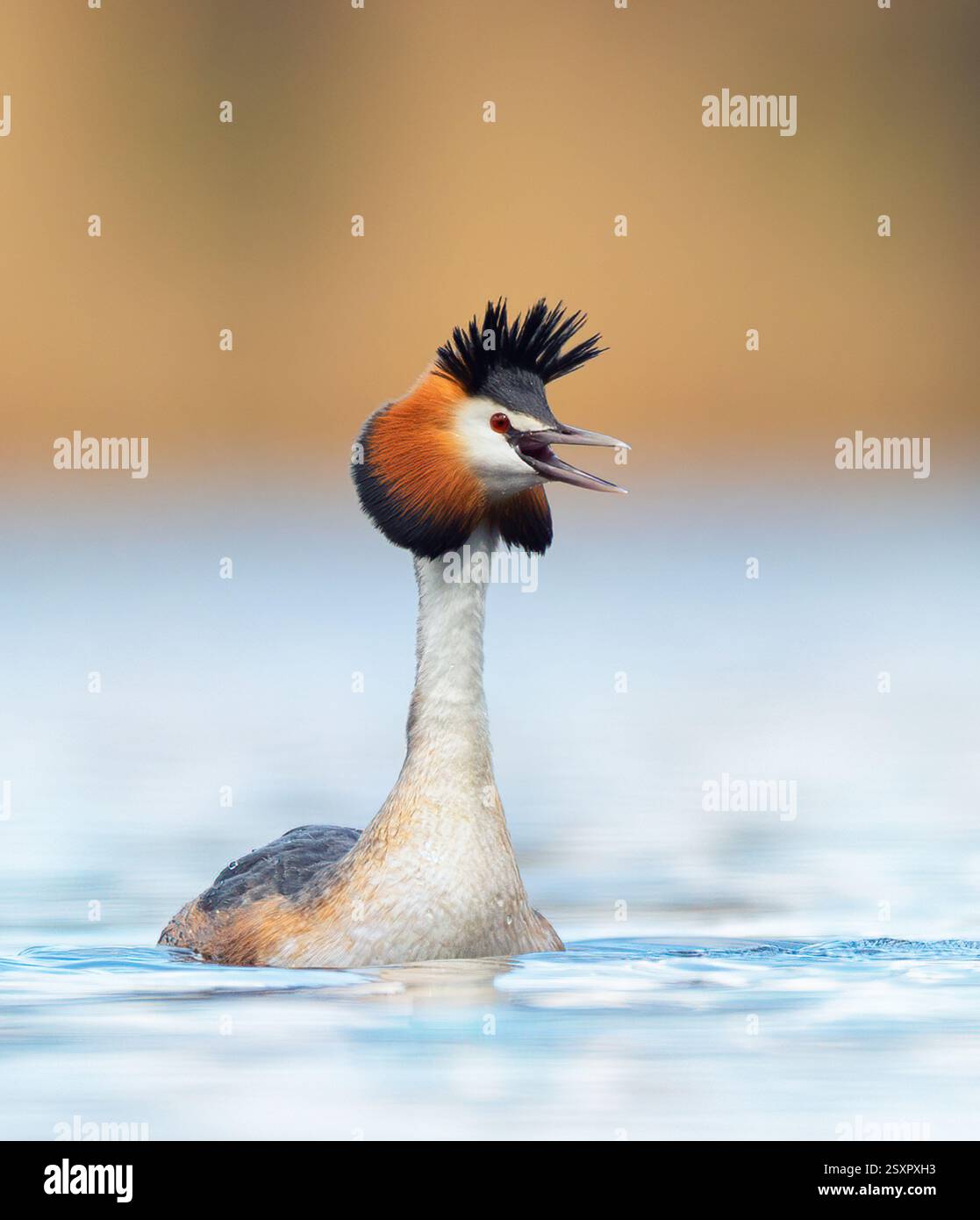 Podiceps cristatus flotte sur l'eau et de faire la danse pré-mariage, la meilleure photo. Banque D'Images