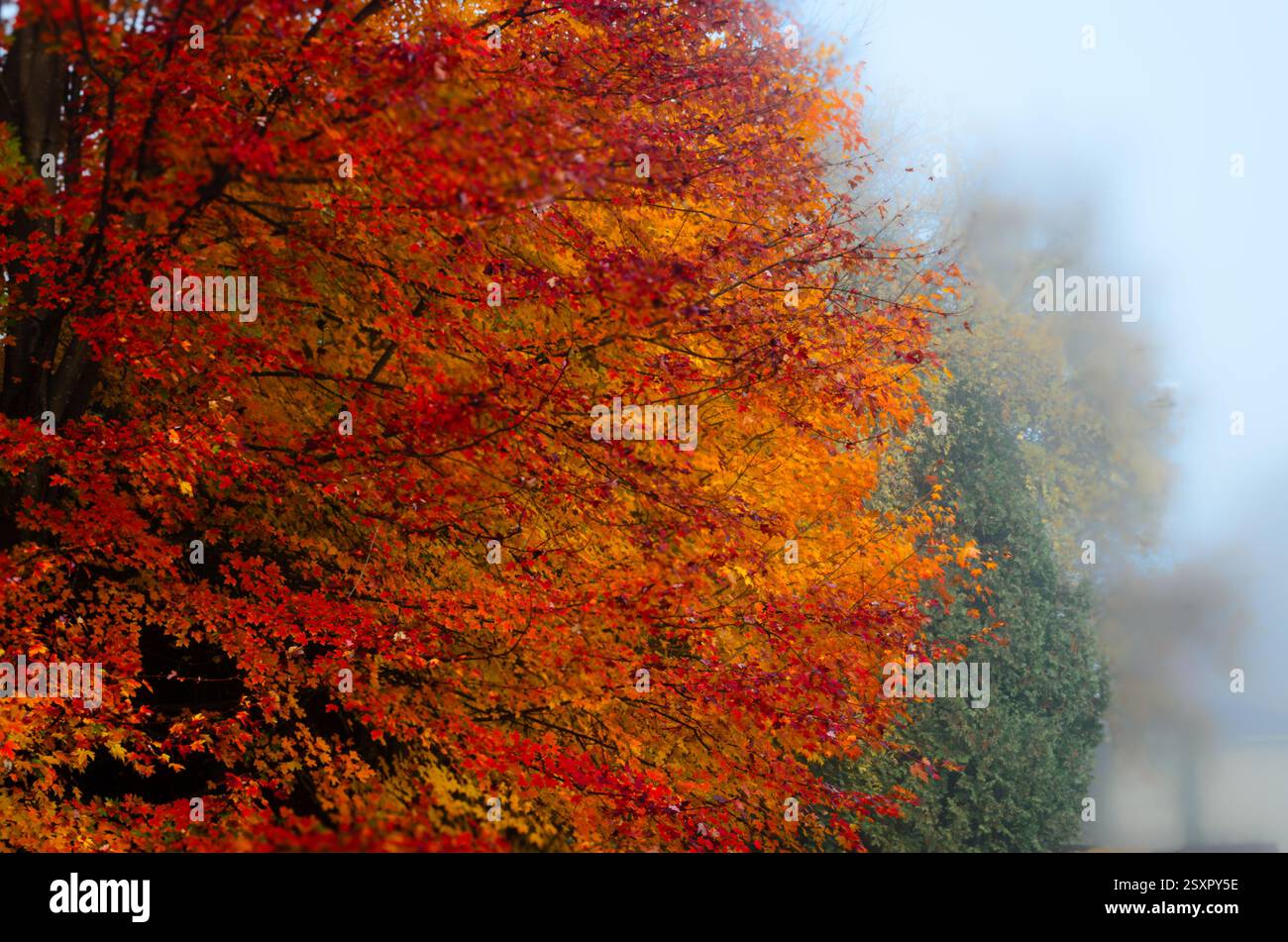 Vue rapprochée d'un érable avec des feuilles rouges et oranges par un matin brumeux, avec d'autres arbres dans le fond de décoloration Banque D'Images