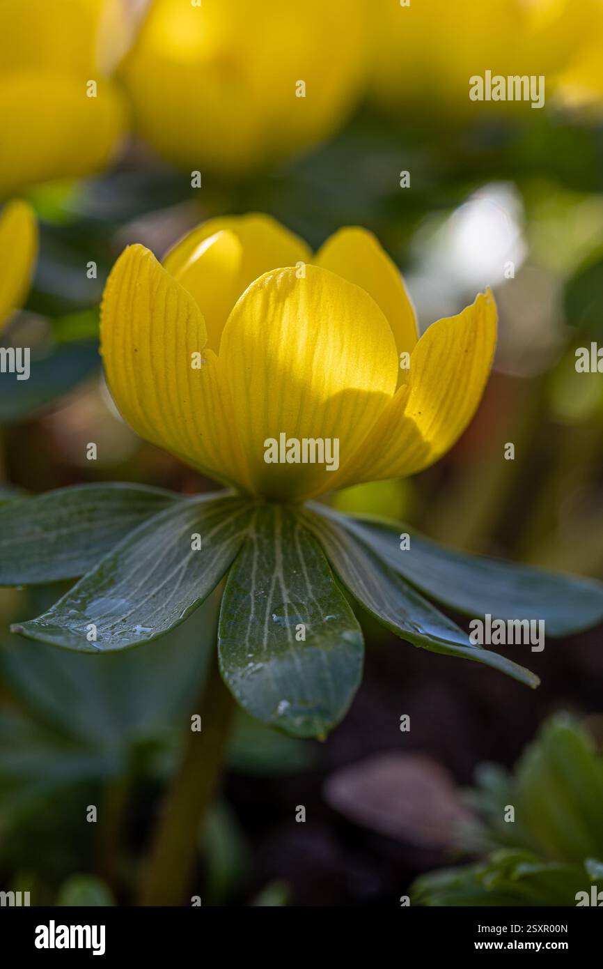 Fleur d'un aconite hivernal (Eranthis hyemalis) en pleine floraison avec fond flou Banque D'Images
