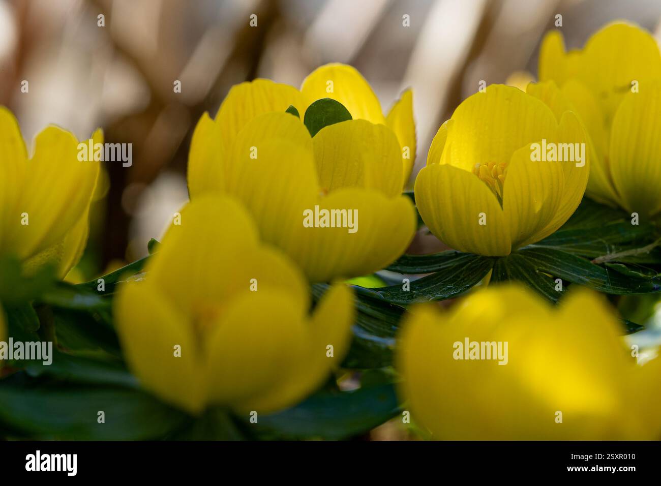 Les fleurs d'aconite d'hiver (Eranthis hyemalis) commencent à fleurir au soleil tôt le matin Banque D'Images