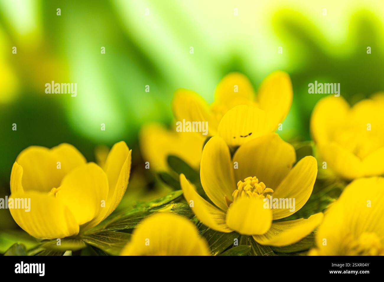 Les fleurs d'aconite d'hiver (Eranthis hyemalis) commencent à fleurir au soleil tôt le matin Banque D'Images