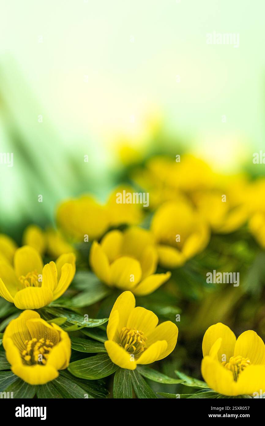 Les fleurs d'aconite d'hiver (Eranthis hyemalis) commencent à fleurir au soleil tôt le matin Banque D'Images
