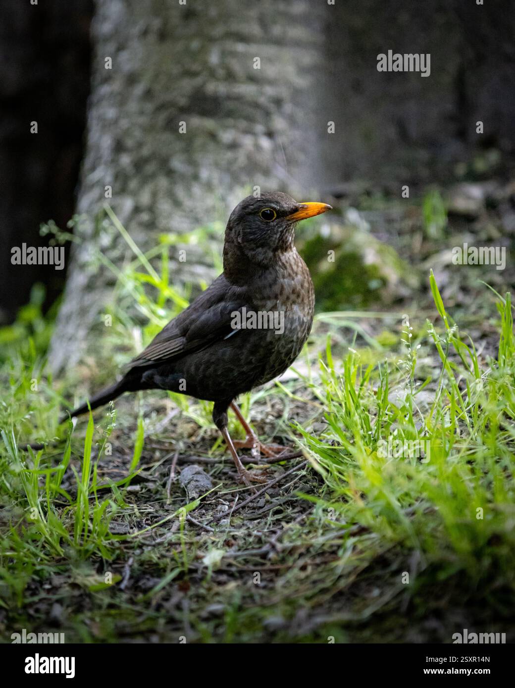 Oiseau brun avec bec orange debout près d'un arbre Banque D'Images