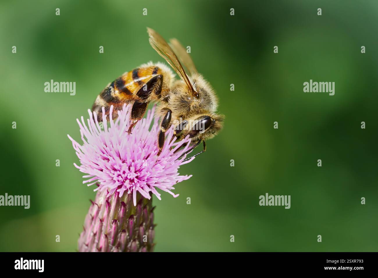 Abeille sur la fleur de lilas d'un chardon rampant (Cirsium arvense) Banque D'Images