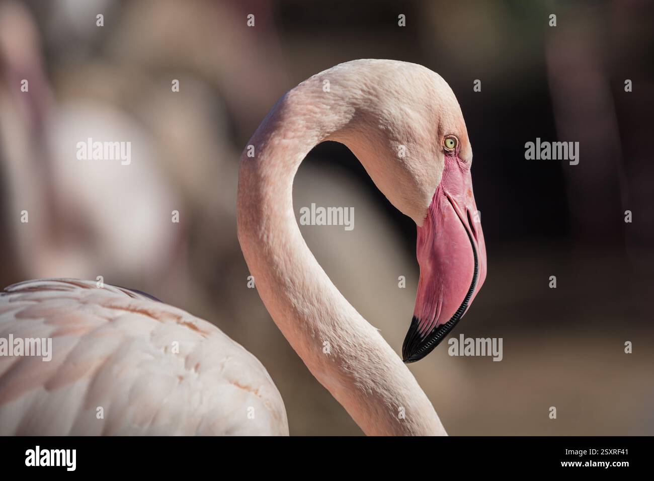Gros plan d'un flamant rose à Valence. Espagne Banque D'Images