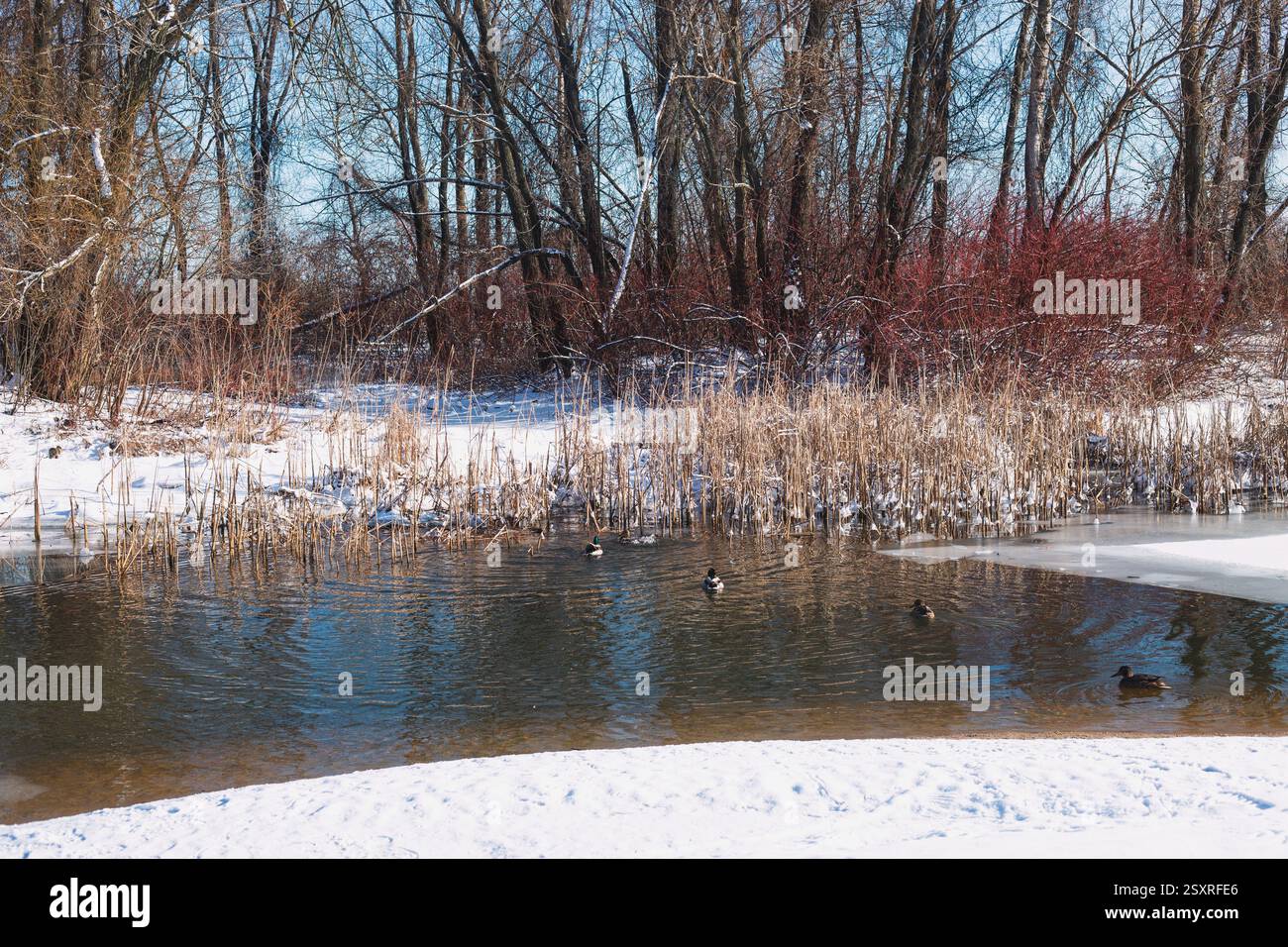 Beau paysage hivernal. Ciel bleu et neige texturée. Le conte de l'hiver. Banque D'Images
