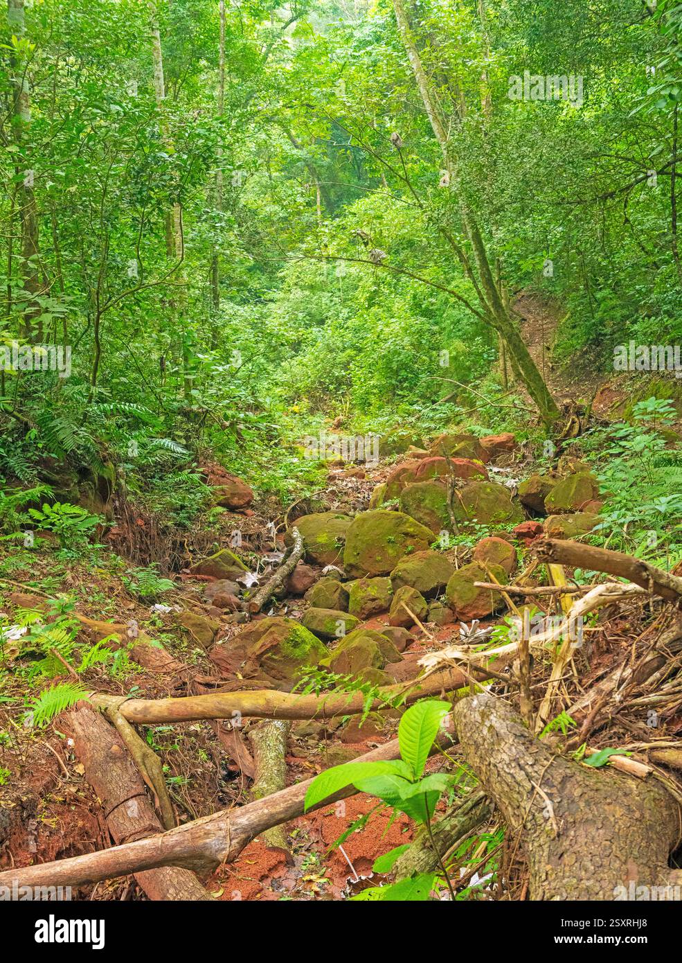 Profondément dans une forêt montagneuse bolivienne dans le parc national d'Amboro Banque D'Images