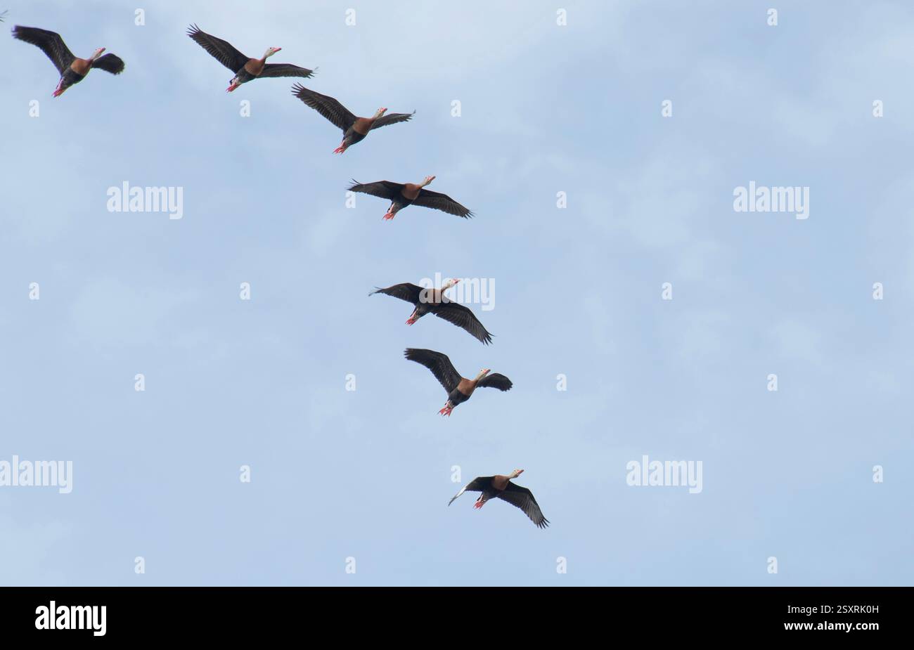 Le canard Daffy original. Précédemment appelé BB Tree Duck pour son habitude de trou de nidification. Le sifflet est doux, aigu. Proche cousin du Fulvous W-D. Banque D'Images