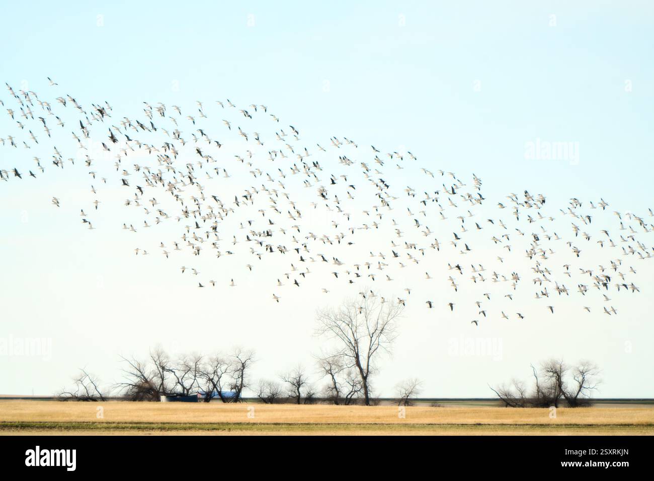 Grand troupeau d'oies des neiges volant au-dessus des terres agricoles Banque D'Images