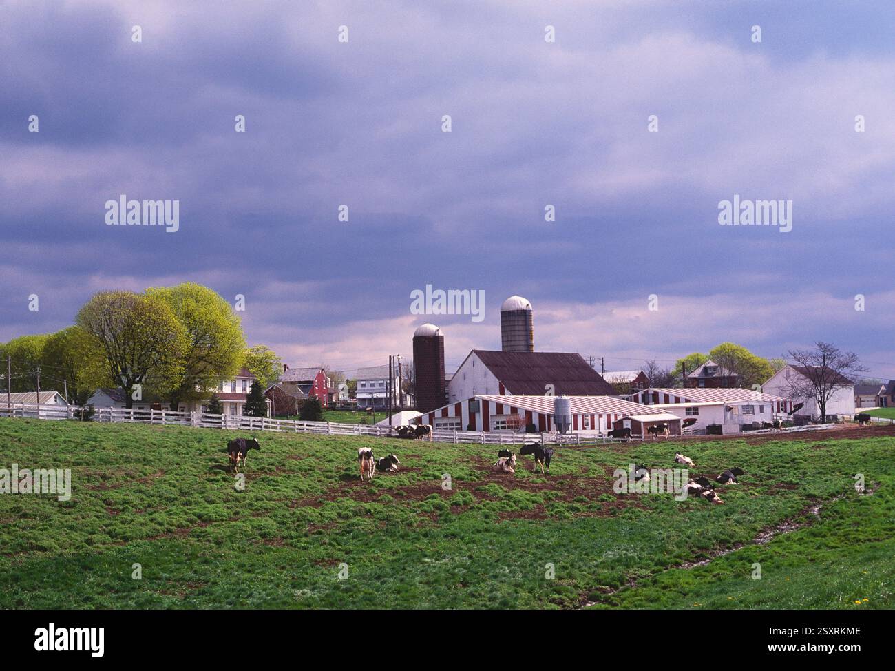 Vaches laitières dans une ferme amish ; comté de Lancaster ; Pennsylvanie ; États-Unis Banque D'Images