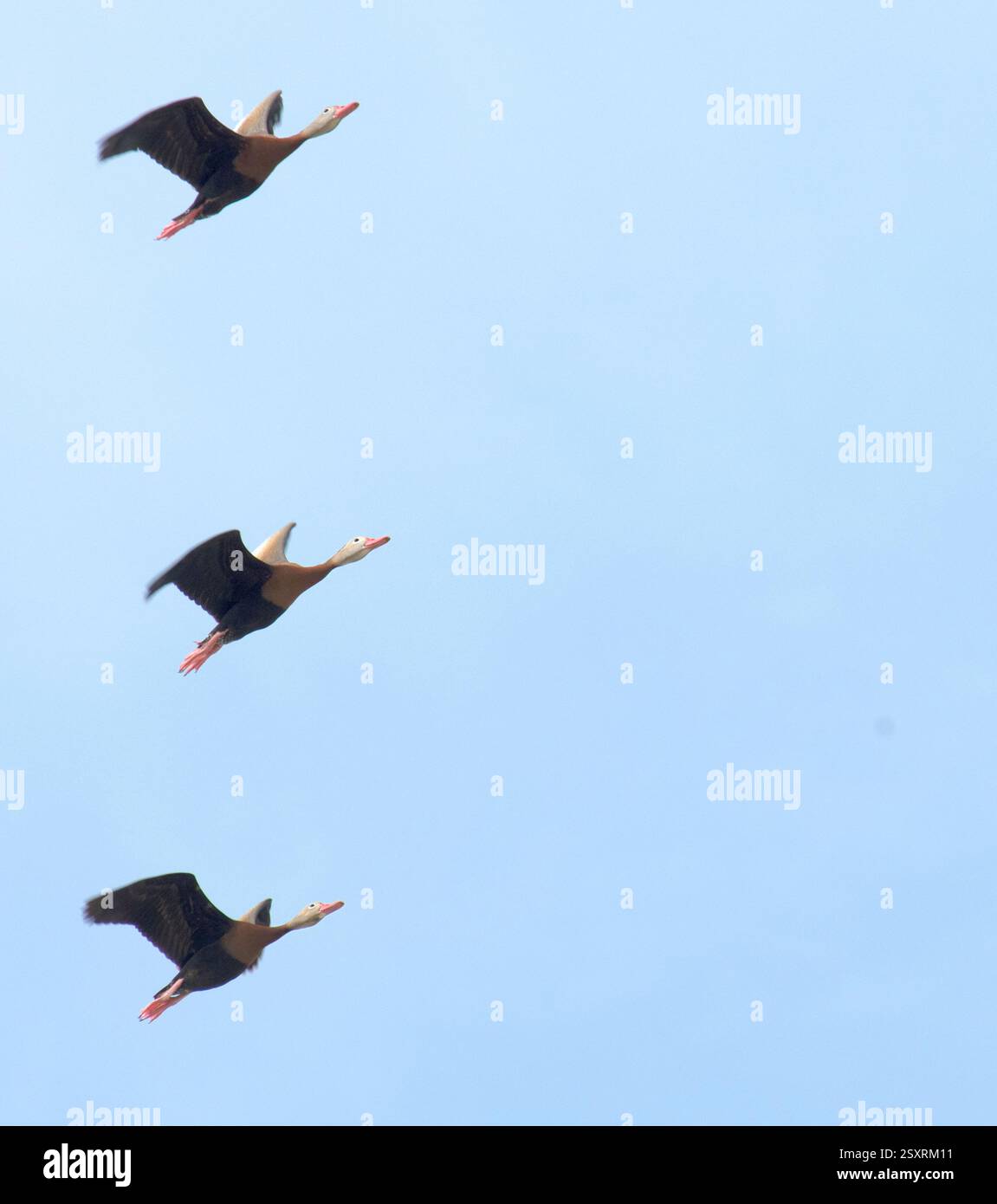 Le canard Daffy original. Précédemment appelé BB Tree Duck pour son habitude de trou de nidification. Le whis est doux, aigu. Proche cousin du Fulvous W-D. Banque D'Images