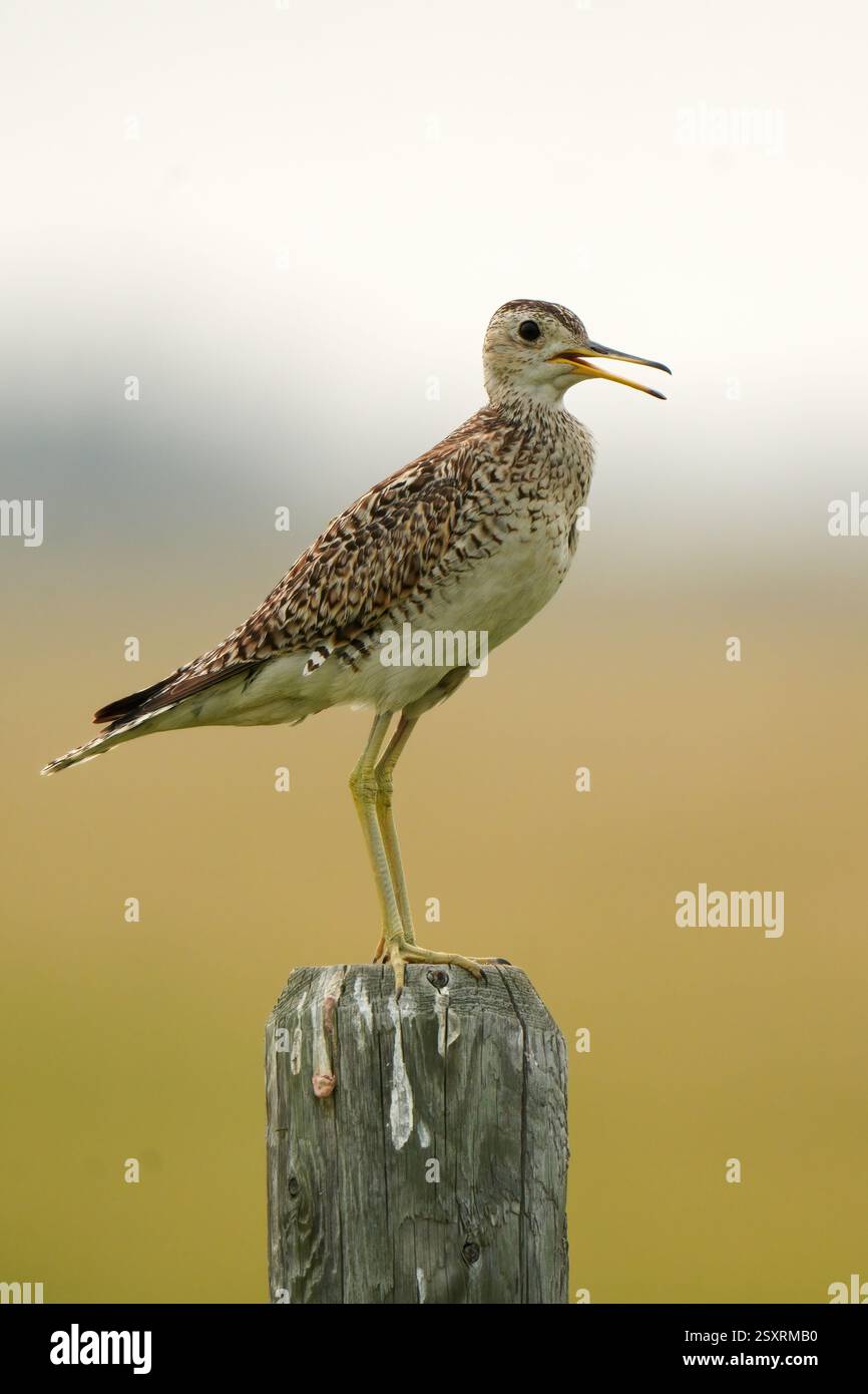 Piper de sable de montagne perche sur un poteau en bois dans un champ, chantant sa chanson distinctive Banque D'Images