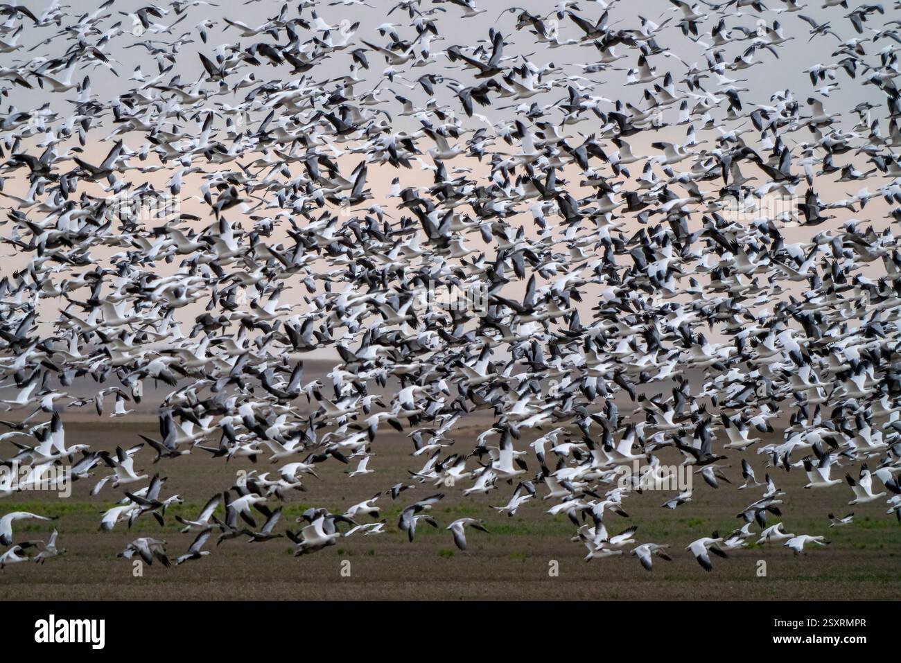 Grand troupeau d'oies des neiges volant au-dessus des terres agricoles pendant le coucher du soleil Banque D'Images