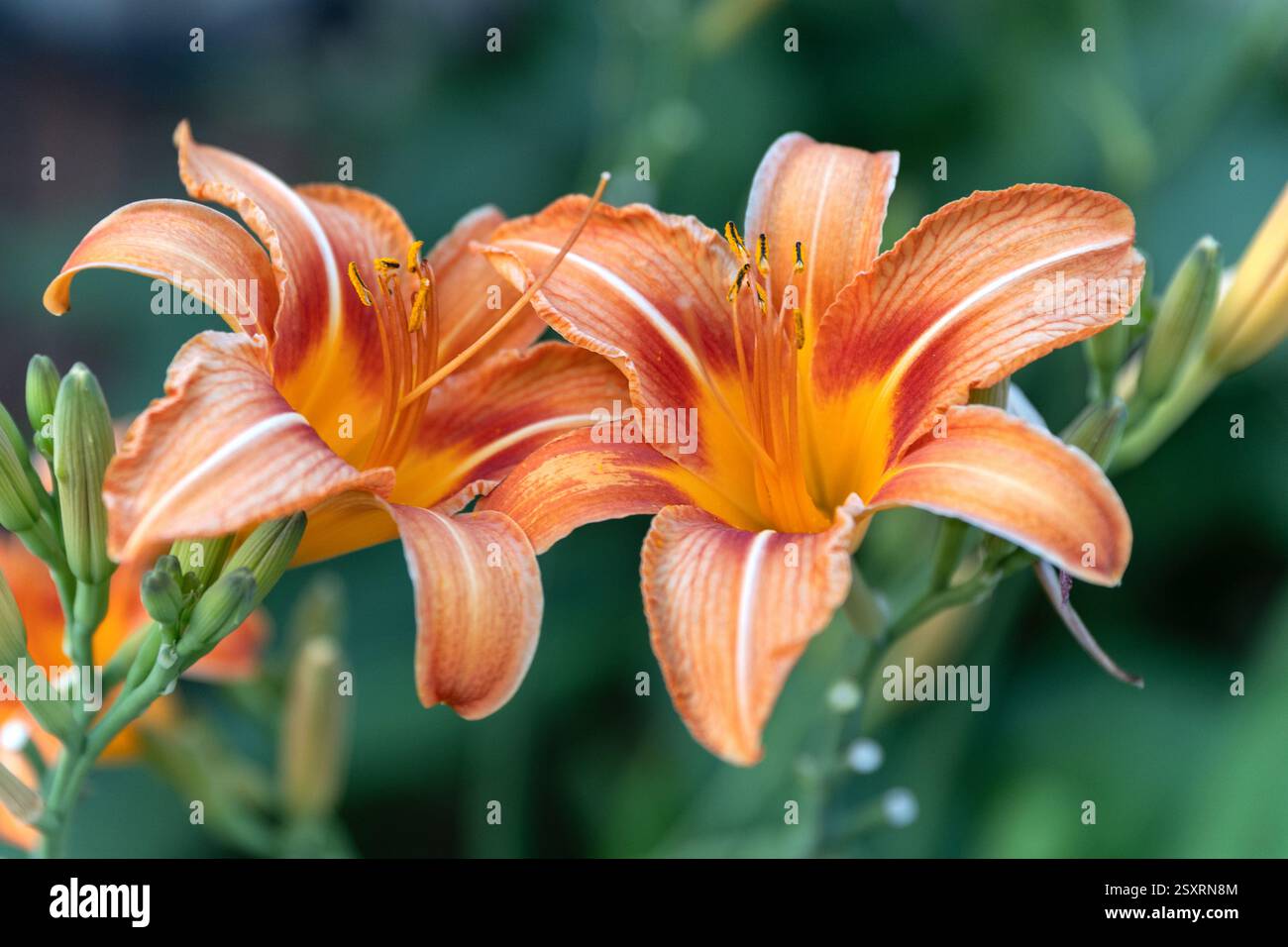 Rouge rose Hemerocallis fulva ou Daylily belle fleur dans le jardin et la conception de l'arbre de terre. Banque D'Images