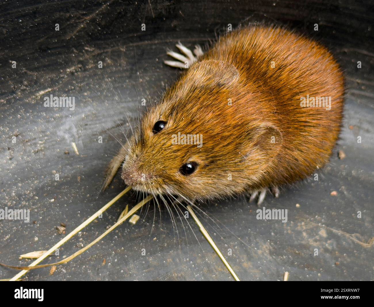 ***CORRECTION***CLETHRIONOMYS GLAREOLUS*** ravageur des champs vole de banque, Clethrionomys glareolus, capturé dans un seau, Pruhonice, 25 février 2025. (Photo CTK Banque D'Images