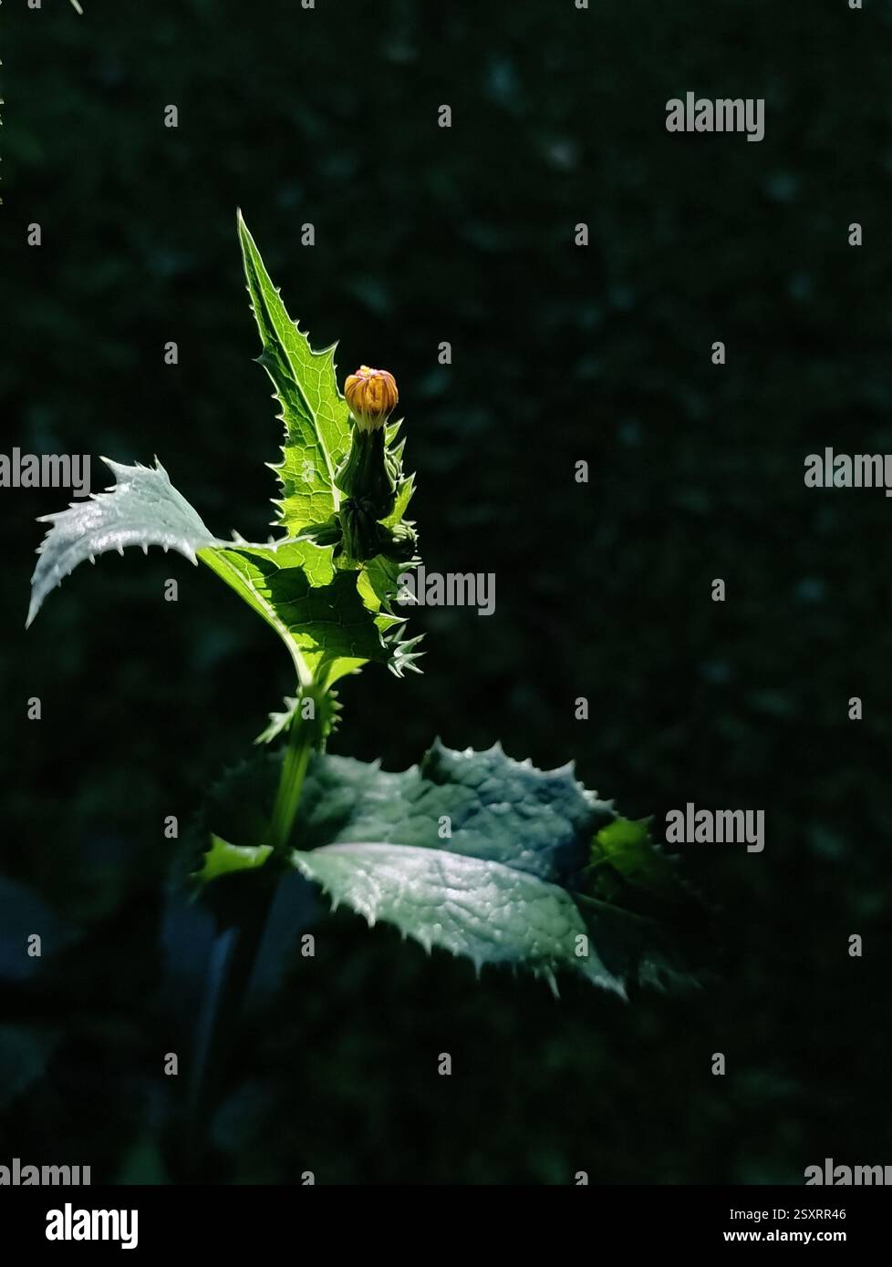Sonchus Asper, ou osot épineux, est une plante résiliente aux feuilles épaisses et aux fleurs jaunes, qui prospère dans divers habitats à travers le monde. Banque D'Images