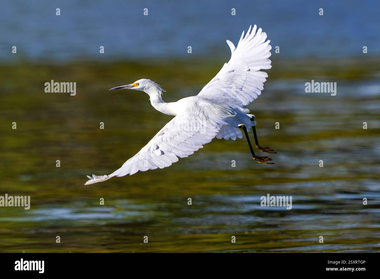 Une aigrette enneigée avec de belles ailes décollant d'un lac dans la lumière de l'après-midi. Vue rapprochée. Banque D'Images