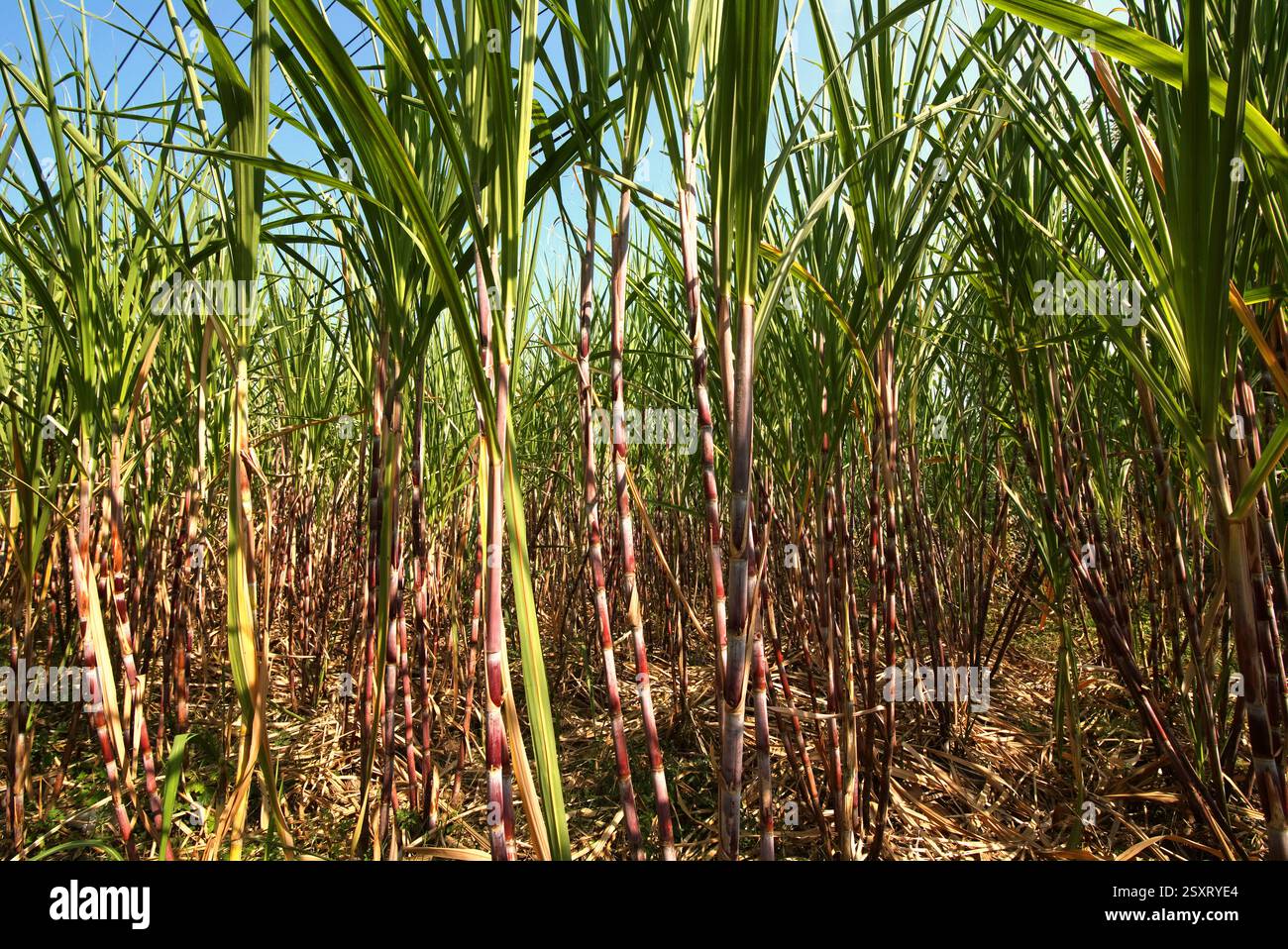 Usine de canne à sucre dans une plantation de bord de route à Karanganyar, Java central, Indonésie. Banque D'Images Usine de canne à sucre dans une plantation de bord de route à Karanganyar, Java central, Indonésie. Banque D'Images