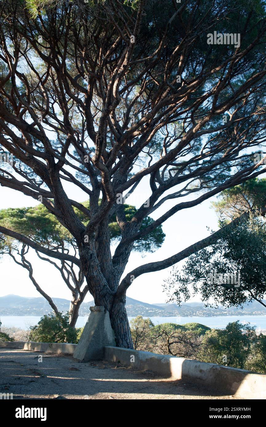 Majestueux pin parasol sur fond méditerranéen. L'arbre, qui risque de tomber, est supporté par une ossature en béton. Banque D'Images