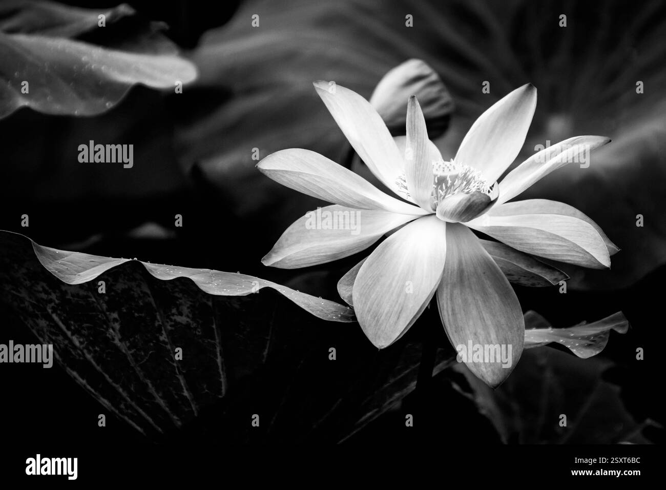 fleur de nénuphar rose en gros plan Banque D'Images