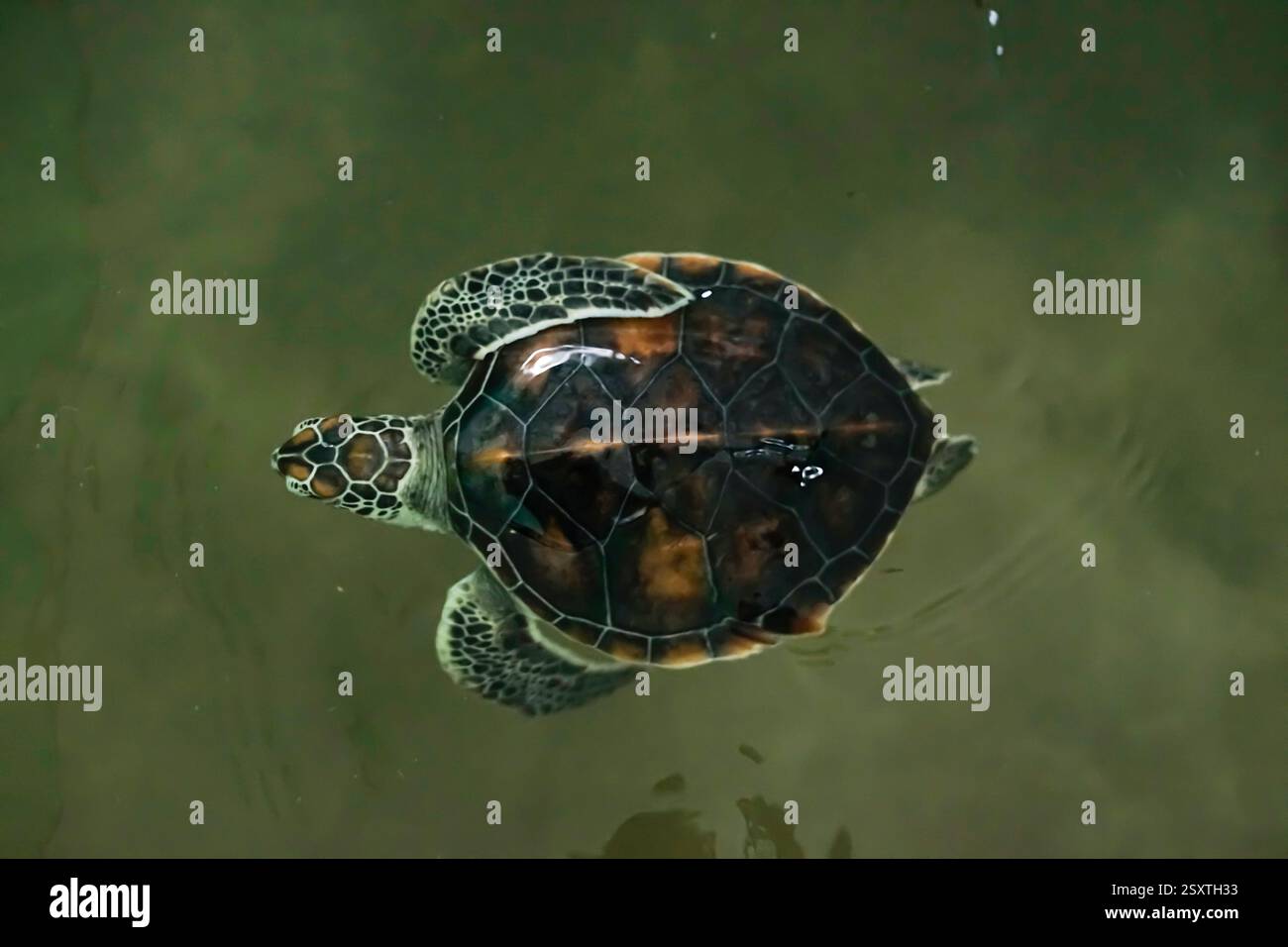 Les tortues nagent dans le bassin de reproduction de Sukabumi, en Indonésie Banque D'Images