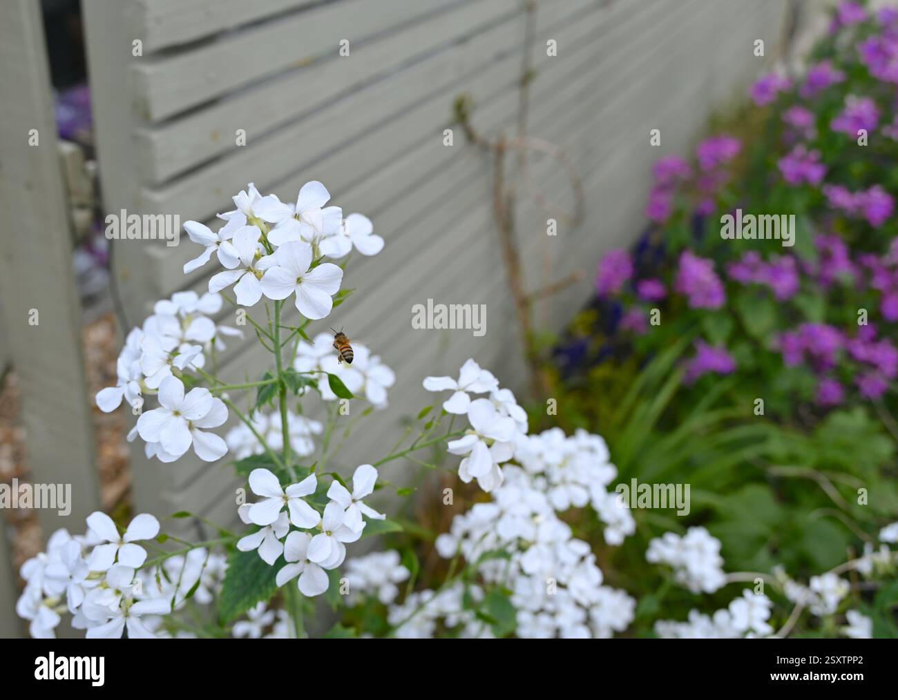 Fleurs blanches et abeilles dans le jardin ensoleillé. Banque D'Images