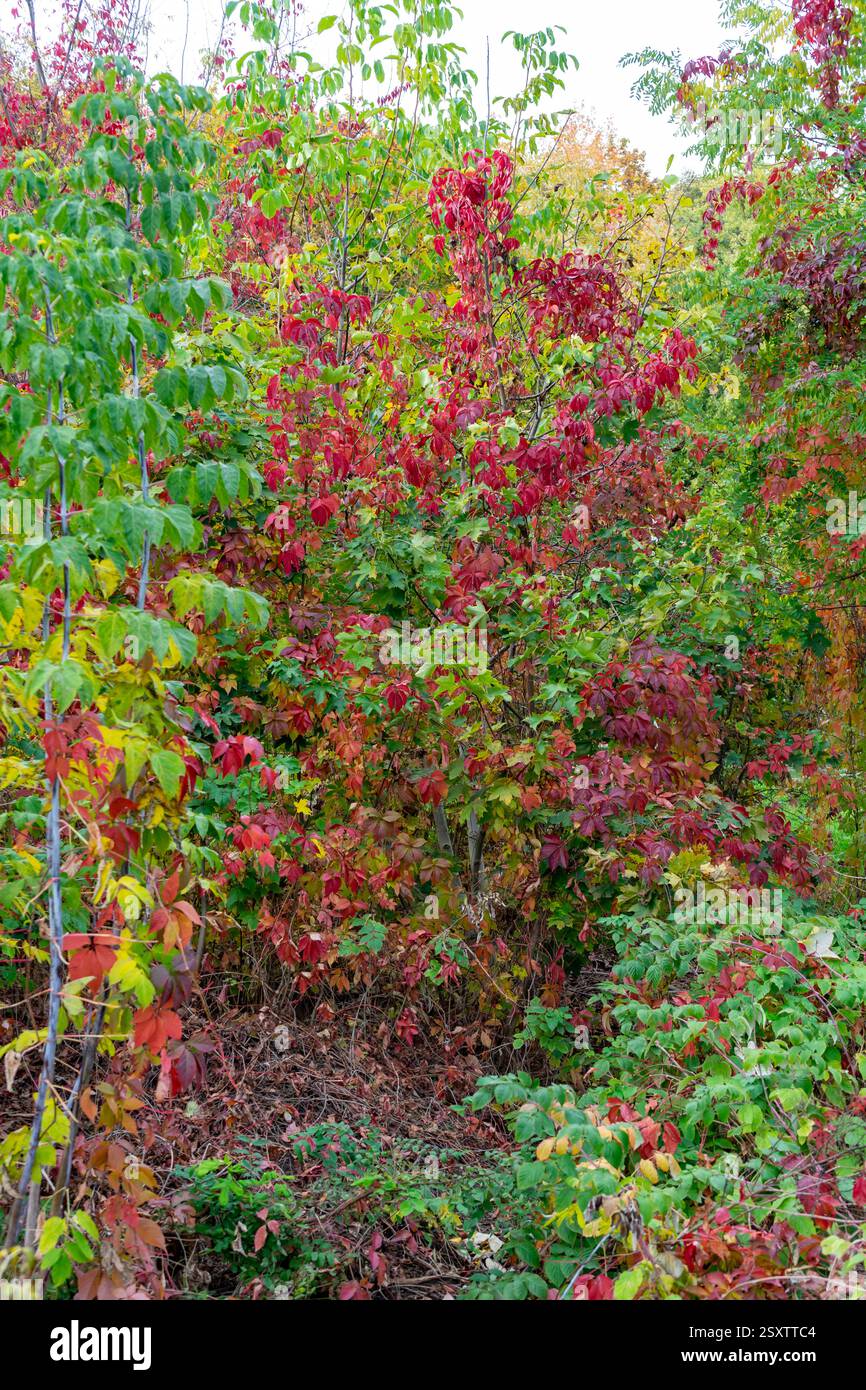Un éventail diversifié d'arbres affiche des feuilles d'automne vibrantes dans des tons de rouge et de vert. Les couleurs riches créent une atmosphère enchanteresse dans une forêt luxuriante s. Banque D'Images