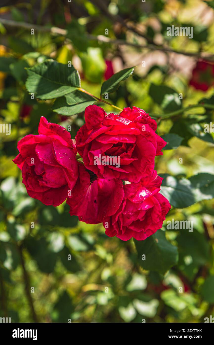 Un groupe de roses rouges vives prospère sous le soleil, entouré de feuilles vertes dans un jardin serein. Leur couleur riche attire l'attention et ajoute de la beauté à Banque D'Images