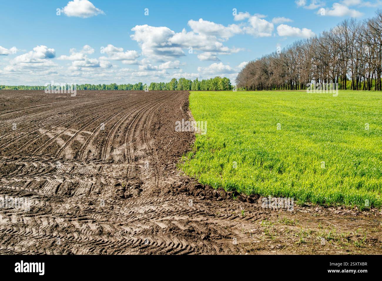 Un contraste saisissant entre un champ de sol sombre fraîchement labouré et un champ de culture verdoyant, symbolisant l'agriculture et l'agriculture saisonnière. Banque D'Images