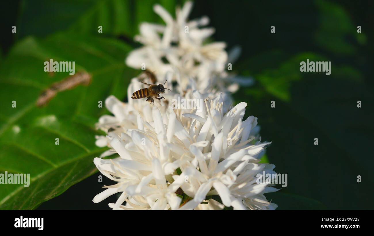 Abeille sur la fleur de café de Robusta sur la plante d'arbre avec feuille verte avec couleur noire en arrière-plan. Pétales et étamines blanches de fleurs en fleurs Banque D'Images Abeille sur la fleur de café de Robusta sur la plante d'arbre avec feuille verte avec couleur noire en arrière-plan. Pétales et étamines blanches de fleurs en fleurs Banque D'Images