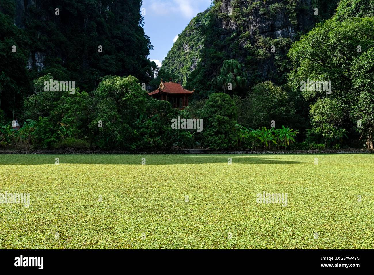 Un des temples du complexe de temples Bích Động, construit en 1428, près du village de Tam Coc, vu au-dessus d'un lac verdoyant envahi par la végétation. Banque D'Images