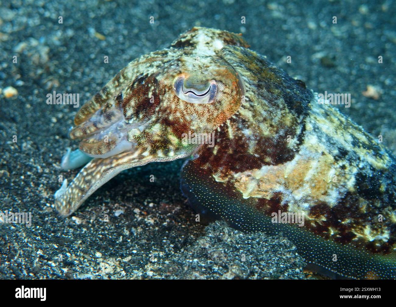 Seiche commune dans la mer Adriatique près de l'île de Hvar Banque D'Images