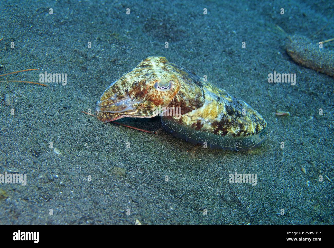 Seiche commune dans la mer Adriatique près de l'île de Hvar Banque D'Images